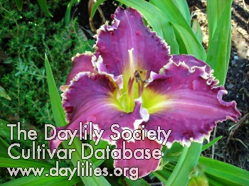 Daylily Sharp Shooter